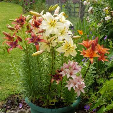 Lilium (Asiatic)