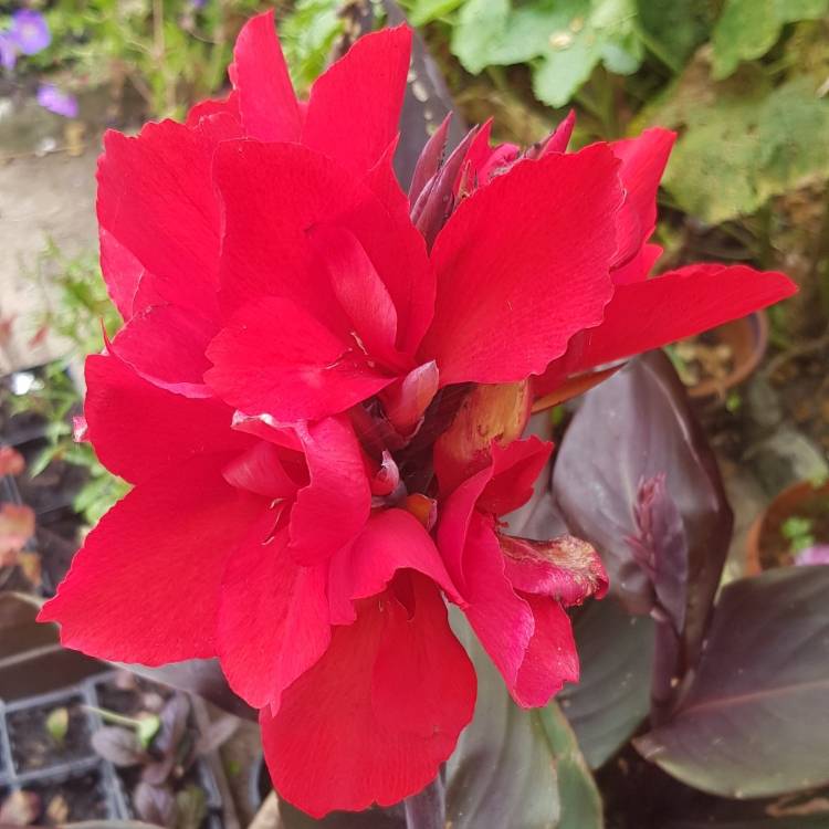 Plant image Canna 'Cannova Bronze Scarlet' (Cannova Series)