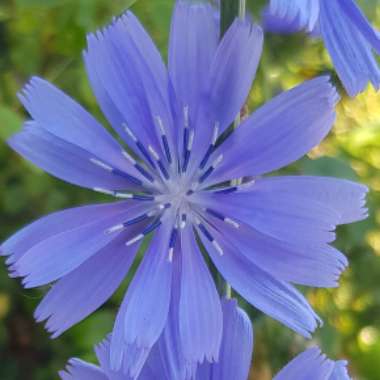 Cichorium intybus