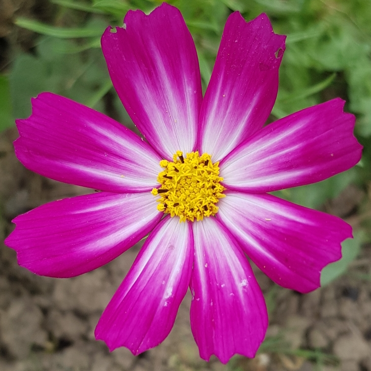 Plant image Cosmos bipinnatus 'Dazzler'