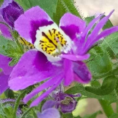 Schizanthus pinnatus 'Angel Wings'