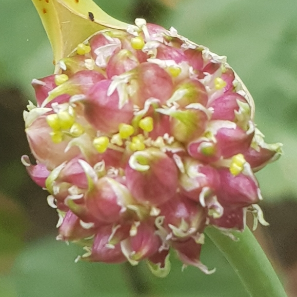 plant image 1137911