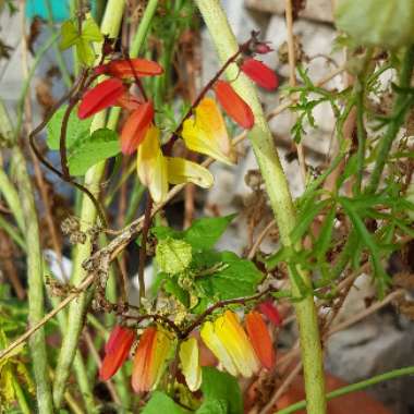 Ipomoea lobata syn. Ipomoea versicolor, Mina lobata