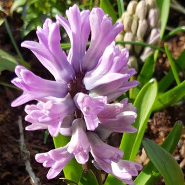 Hyacinthus orientalis 'Miss Saigon'