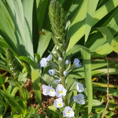 Veronica gentianoides