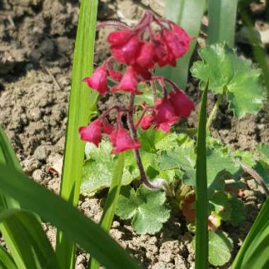 Heuchera 'Leuchtkafer' syn. Heuchera 'Firefly'