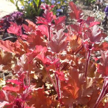 Heuchera 'Marmalade'