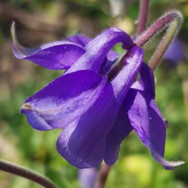 Aquilegia