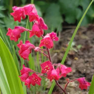 Heuchera 'Leuchtkafer' syn. Heuchera 'Firefly'