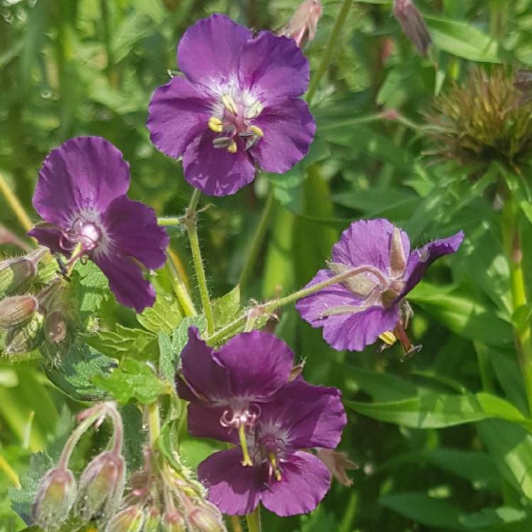 Plant image Geranium phaeum 'Raven'