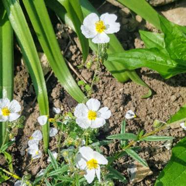 Helianthemum nummularium 'The Bride'