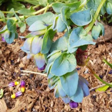 Cerinthe major 'Purpurescens'