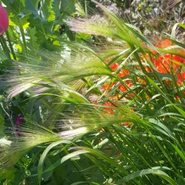 Hordeum jubatum