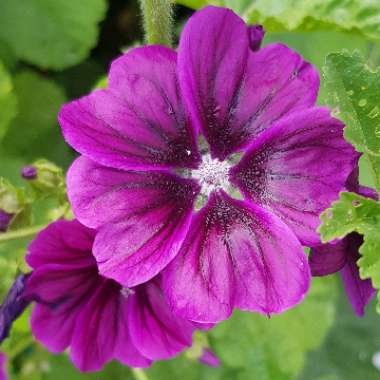 Malva Sylvestris 'Mystic Merlin'