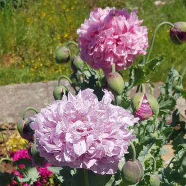 Papaver paeoniflorum 'Candy Floss'