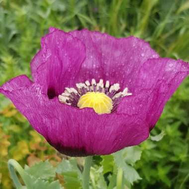 Papaver orientale