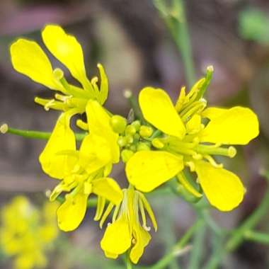 Brassica juncea 'Mizuna'