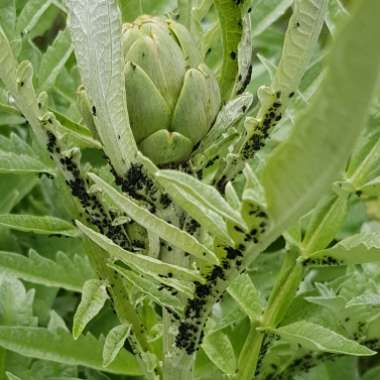 Cynara Scolymus