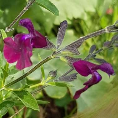 Salvia x jamensis 'Nachtvlinder'