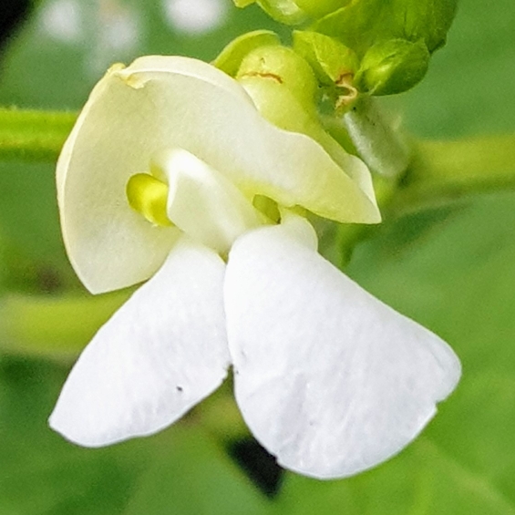 Plant image Phaseolus vulgaris 'Blue Lake'