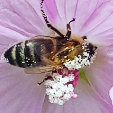 Malva moschata