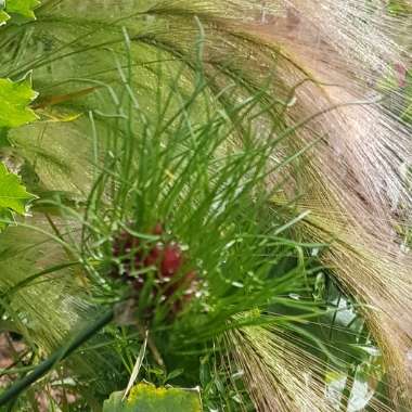 Allium vineale 'Hair'