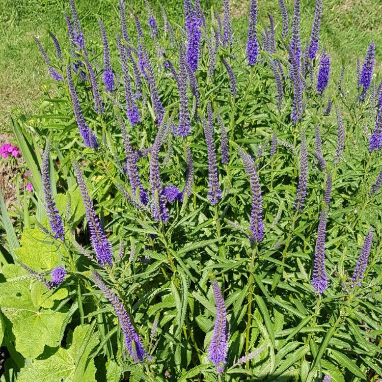 Plant image Veronica longifolia 'Blauriesin' syn. Veronica longifolia 'Blue Giantess', Veronica longifolia 'Foerster's Blue'