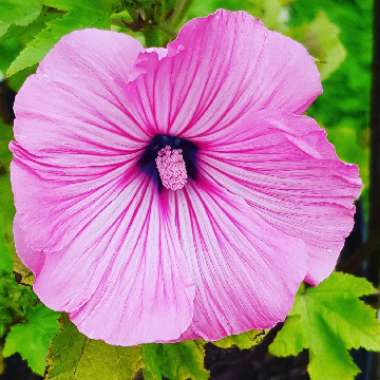 Malva moschata