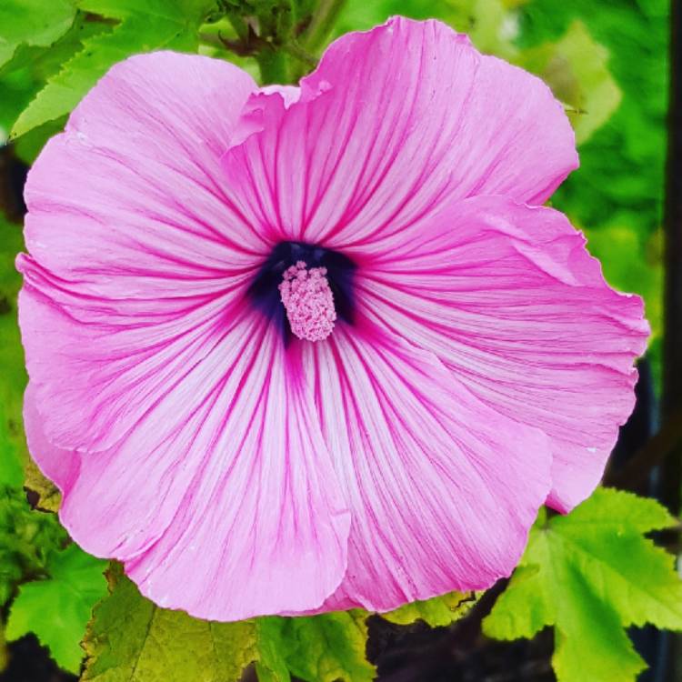 Plant image Malva moschata