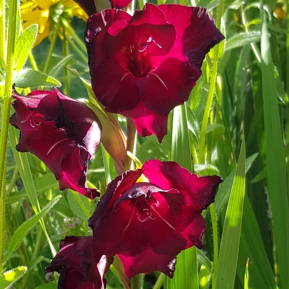 Plant image Gladiolus 'Espresso'