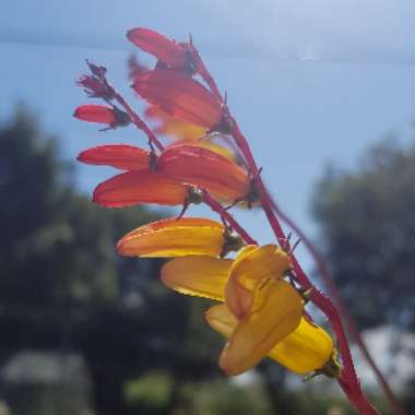 Ipomoea lobata syn. Ipomoea versicolor, Mina lobata