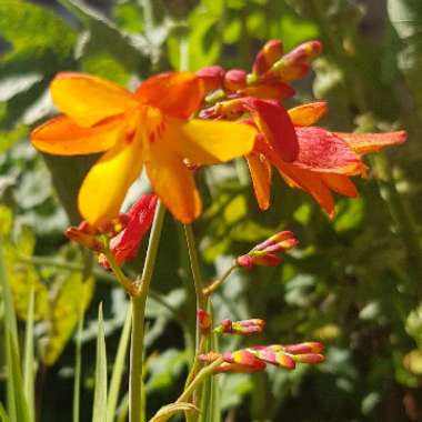 Crocosmia