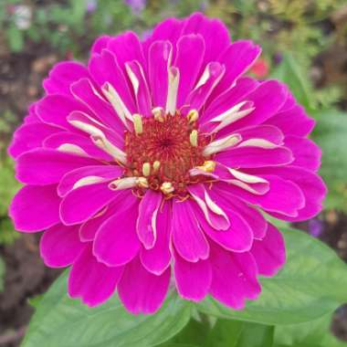 Zinnia elegans 'Purple Prince'