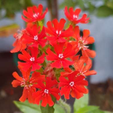 Lychnis chalcedonica