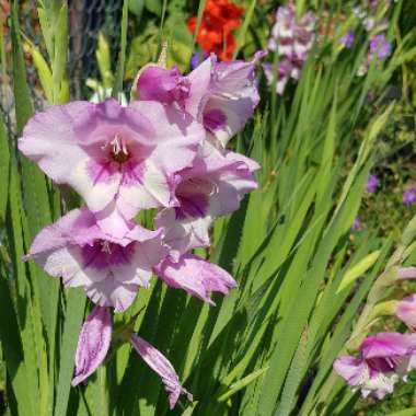 Gladiolus