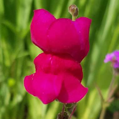 Antirrhinum