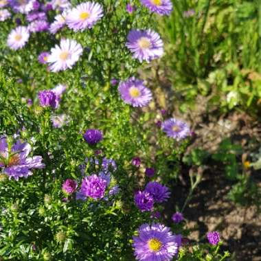 Aster amellus