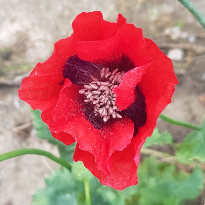 Plant image Papaver somniferum 'Pink Dawn'