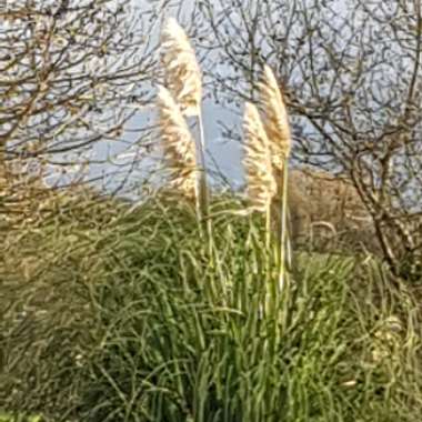 Cortaderia selloana