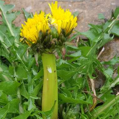 Taraxacum officinale