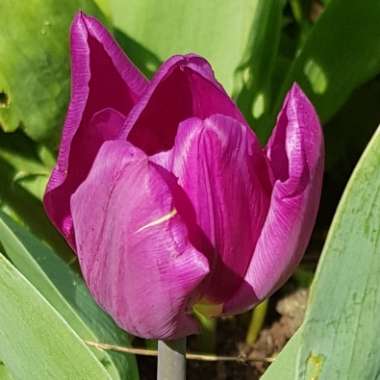 Tulipa