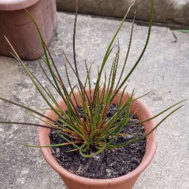 Juncus effusus f. 'Spiralis' syn. Juncus effusus 'Spiralis' dwarf