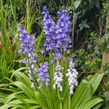 Hyacinthoides non-scripta