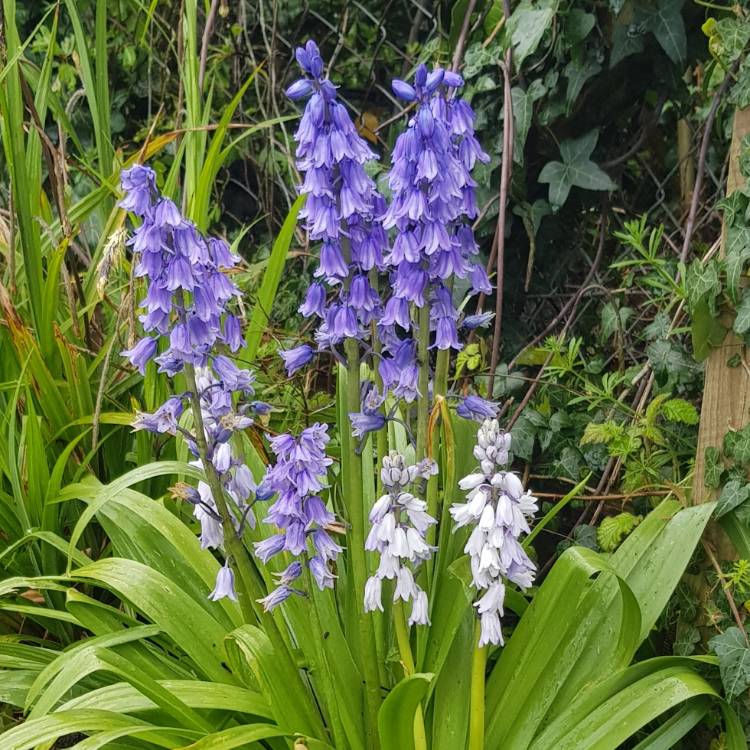 plant image 1479691