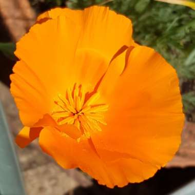 Eschscholzia californica