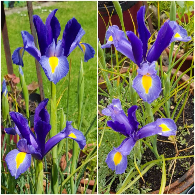 Plant image Iris x hollandica 'Purple Sensaton'