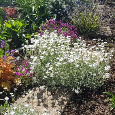 Cerastium tomentosum