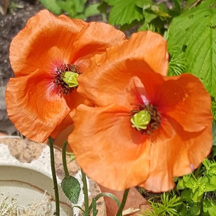 Plant image Papaver atlanticum