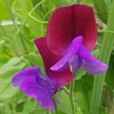 Lathyrus odoratus 'Matucana' syn. Lathyrus odoratus 'Old Spice Matucana'