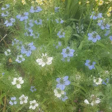 Nigella